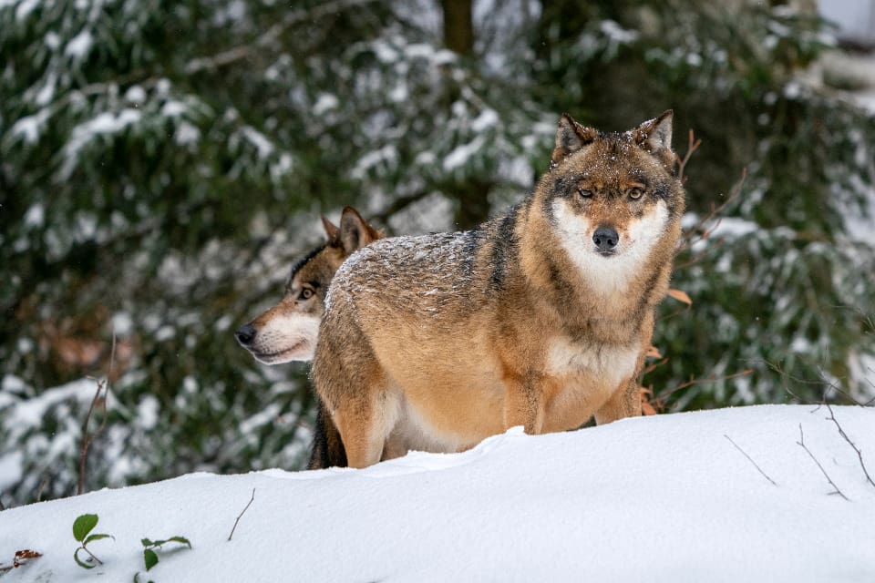 Tåssåsens sameby vill avliva samtliga vargar i reviret Krokvattnet, som delas mellan Jämtlands län och Gävleborgs län.