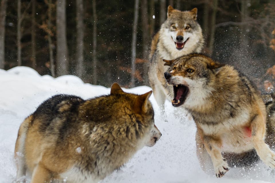 En varg som närmar sig en hund borde vara skäl nog att ta bort vargen, tycker JRF-ordförandena i Dalarna och Gävleborg.