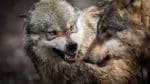 Vargar – inte jägare – dödar de flesta vargarna som dör i Alaska varje år, refererar debattören Karl Erik.