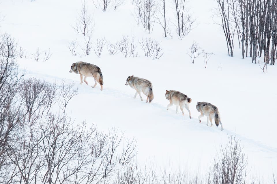 Norska myndigheter tror att det finns fler vargar i Norge nu än förra året.