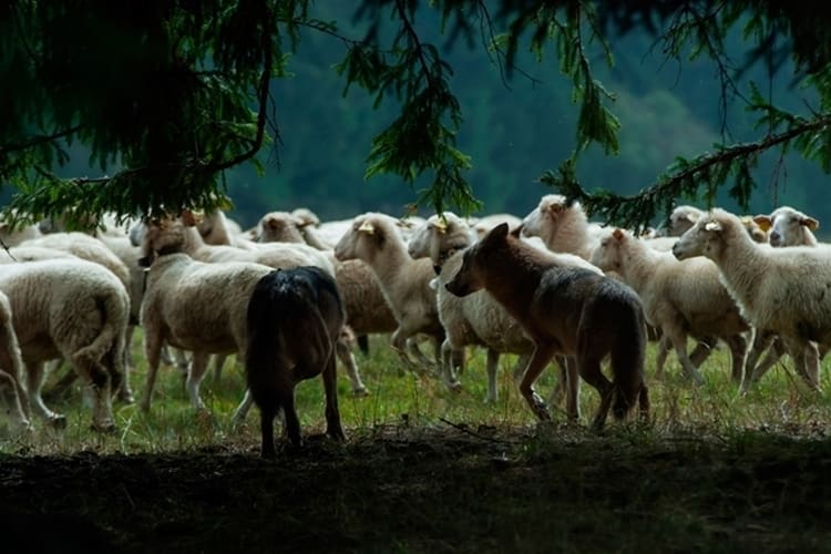 Vargarna har slagit till igen på Molstabergs gård utanför Gnesta. Natten mot lördagen dödades ytterligare 10 får och lika många skadades.