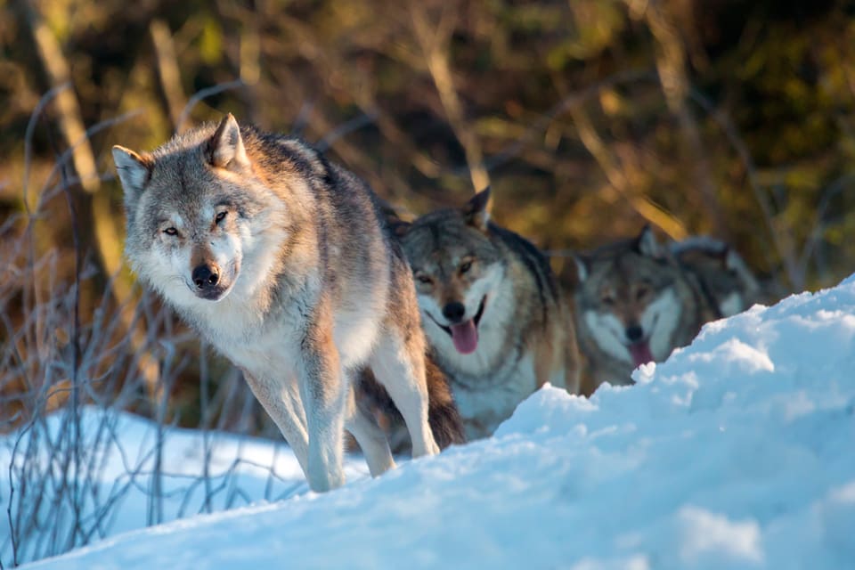 Oskygga vargars intåg i Österbotten och Västnyland gör att den svenska riksdagsgruppen undrar vad den finska regeringen tänker göra för ”att hålla vargstammen under kontroll och öka medborgarnas säkerhet”.