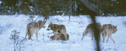 Vargar i Glaskogen. Genetikfrågan har blockerat alla möjligheter till jakt på varg. Därför har Jägarnas Riksförbund ställt upp på att flytta vargar i Sverige.