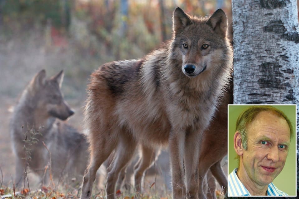 Henrik Tågmark i JRF-ledningen vänder sig starkt mot att den slopade licensjakten på varg skylls på omfattande illegal vargjakt. Det finns inga bevis för sådana påståenden, invänder han.
