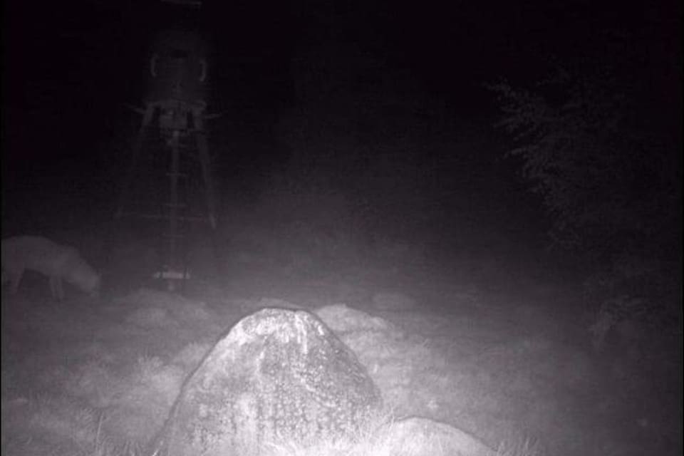 Länsstyrelsen bedömer att det är sannolikt att vargen som fotograferades av en viltkamera i morse är tiken från Tönsenreviret i Gävleborg som under sommaren har angripit får i fyra, eventuellt fem, län. I augusti skyddsjagades hon i Västra Götalands och Jönköpings län.
