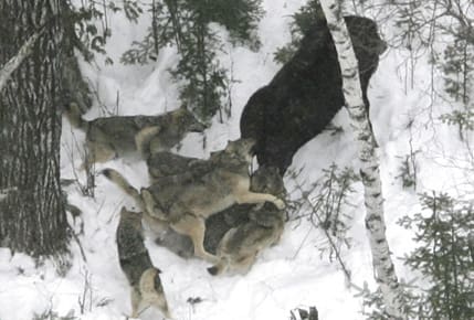 Vargar anfaller en älg i nationalparken Isle Royale i USA. Trots vargarnas isolerade ötillvaro, och att nya alafapar ofta är mor-son eller far-dotter, har inavel aldrig betraktats som ett problem för stammen som helhet.