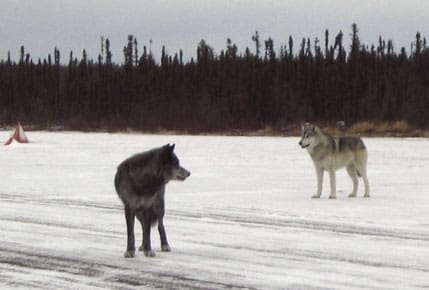 Några dagar före angreppet var två av vargarna mycket närgångna och fotograferades.