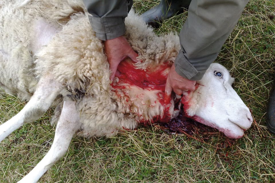 Ytterligare får har dödats av varg i Västra Götaland. Under natten till den 25 juli dödades en tacka i Tranemo kommun. Samma varg kan ha slagit till i grannlänet i morse. (Arkivbild)