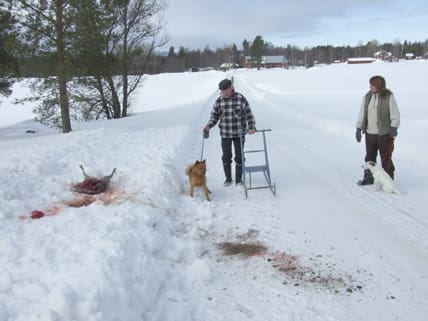 Tuomo Karvala och Karin Ahlström med sina hundar vid rådjuret som vargarna dödade inne i byn Torsmo. Attacken skedde 400 meter från ett bostadshus. 