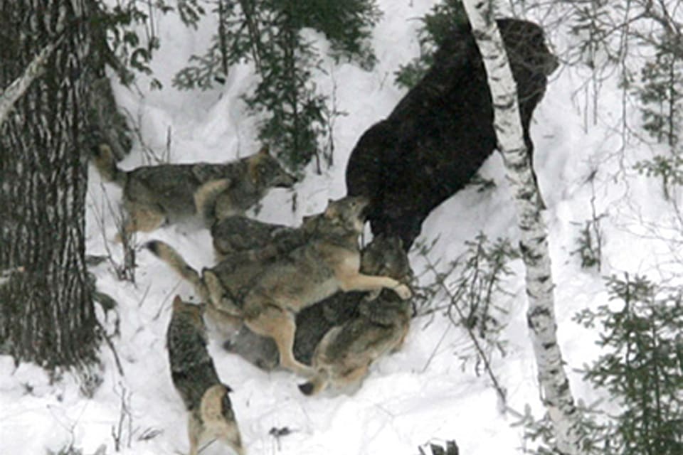 Vargarna på Isle Royale attackerar en älg. Men nu finns det bara två vargar kvar på ön. Ett försök att söva och flytta nya vargar till Isle Royale har misslyckats och en sövd vargtik dog.