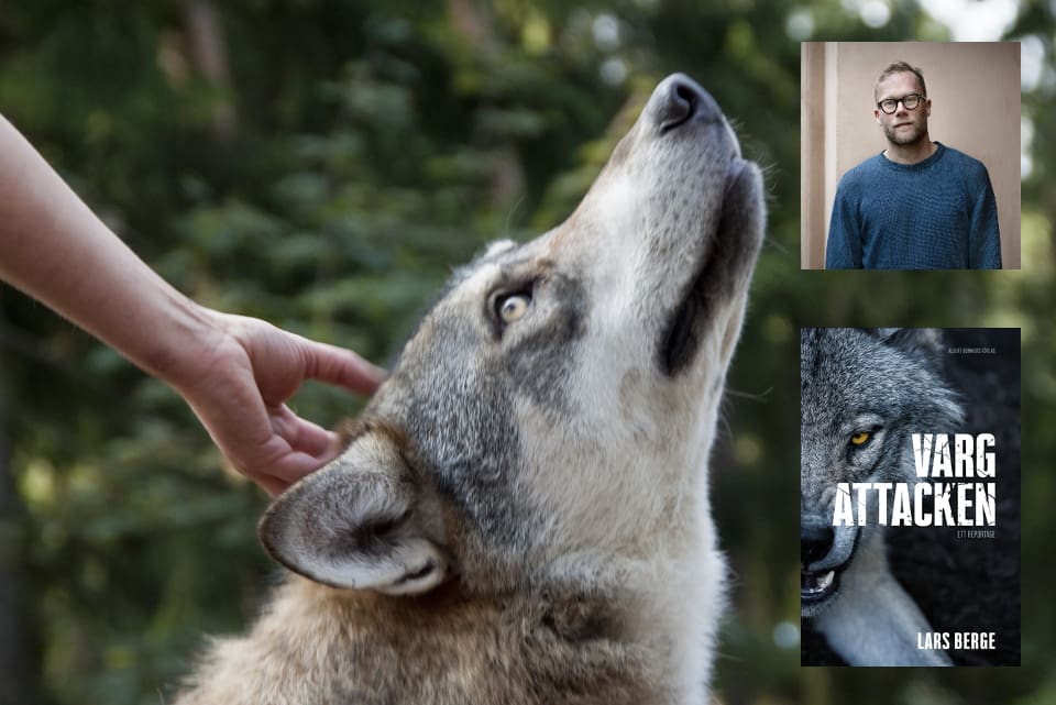 I dag släpps Lars Berges bok om vargattacken på Kolmården.