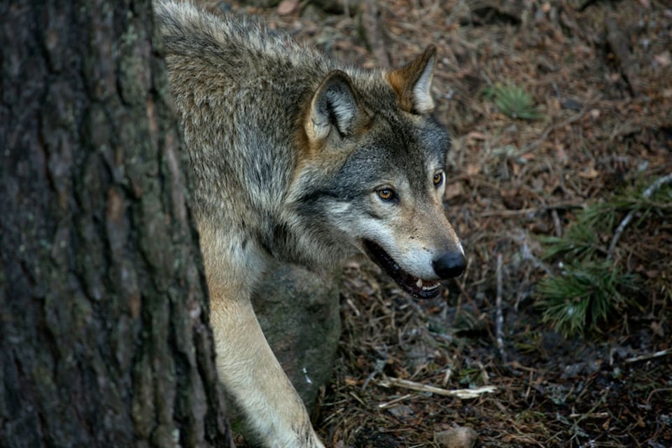 Av 64 misstänkta vargangrepp mot får i Danmark i år är det bra i fyra fall som DNA-analyser visar att attacken i själva verket gjordes av lösspringande hundar.