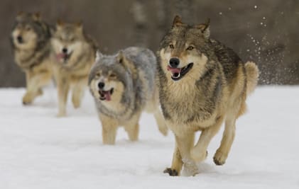 Vargavinter väntar. I vinter är den norsk-svenska vargstammen i rask takt på väg att nå cirka 500 vargar.