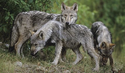 Vargstammen i Sverige kommer inte att fördelas jämnt över landet. I stort sett kommer vargbältet att förbli vargbältet.