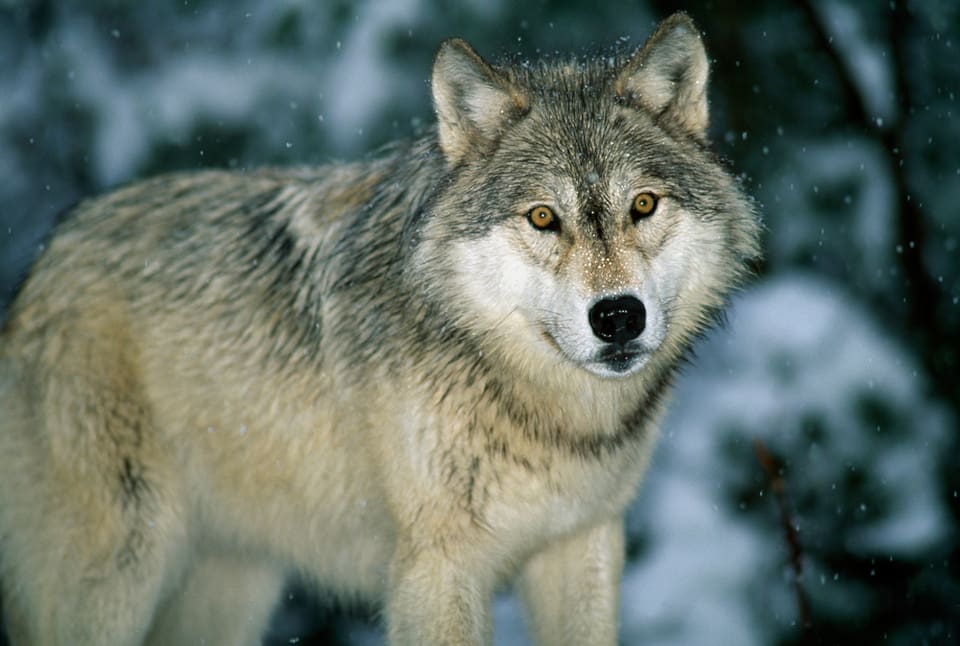 15 GPS-märkta vargar från två norska revir har i över 20 fall i skydd av mörkret gjort visiter vid boningshus under två månader. Vargarna var då 50 meter, eller ännu närmare, vid bostäderna.