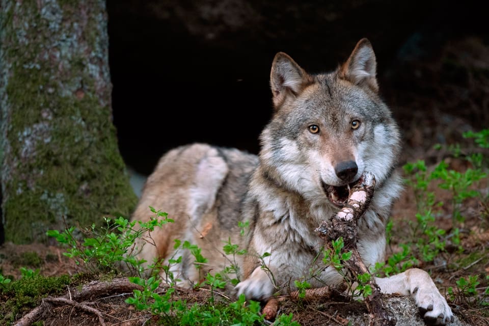 16 får är dödade, skadade eller saknade efter ett vargangrepp i lördags i Gnesta kommun. Eftersom det är den fjärde vargattacken mot får sedan juli öppnar länsstyrelsen i Södermanland för att det kan bli skyddsjakt. (Arkivbild)