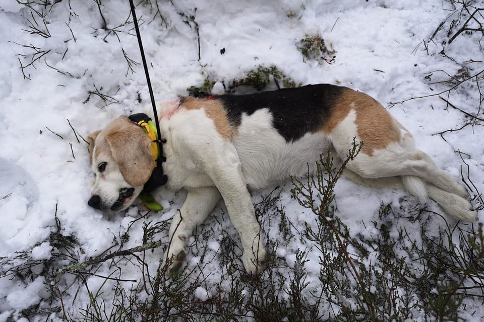 En till beagle har dödats av varg. I det här fallet, utanför Svartnäs i Gävleborgs län, återstod bara mindre rester sedan flera vargar slitit sönder sitt byte. (Arkivbild)