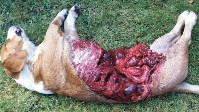 Vargdödad drever. Det är knappast någon tröst för den här hundens ägare att de flesta jakthundar dödas i trafiken. Nu har rovdjursföreningen till och med lyckats lura i journalister att jägare är mer farliga för hundar än vargar.