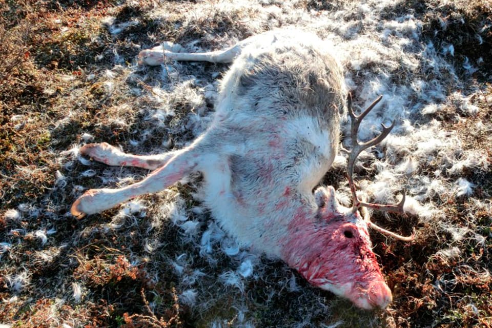 En av renarna som hittades vargdödad i fredags. Nu har flera renbetesdistrikt i norska Finnmark fått tillstånd att fälla vargen som dödat både får och renar.