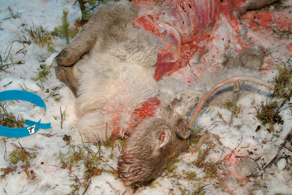Vargdödade renar hos Maskaure sameby i Arjeplog har lett till en ansökan om skyddsjakt och naturbevakare från länsstyrelsen i Norrbotten är ute och spårar i området. (Arkivbild)