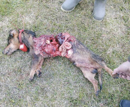 Vargdödad tax. Under 2007 anfölls 61 hundar av stora rovdjur, vilket är en rekordsiffra. 30 hundar dog och 13 skadades på grund av vargangrepp.