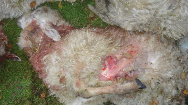 Efter en vargattack där fem lamm dödades i Gausdals kommun i Norge kan vargen jagas med hjälp av drivande hundar, men jakten avslutas redan idag. (Arkivbild)