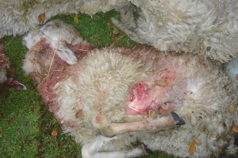 Efter en vargattack där fem lamm dödades i Gausdals kommun i Norge kan vargen jagas med hjälp av drivande hundar, men jakten avslutas redan idag. (Arkivbild)