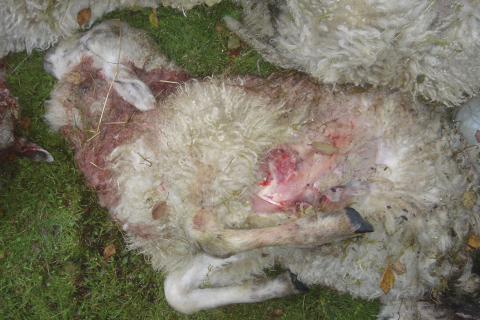 Länsstyrelsen i Värmland avslår skyddsjakt på varg sedan fyra får dog efter ett angrepp i en hage i Forsnäs i Kil den 5 september. Blir det en till attack måste fårskötseln läggas ned. (Arkivbild)