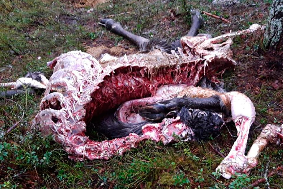 Kadavret av en vargdödad älgkviga vittnar om att vargarna tar över på Henrik Tågmarks jaktmarker i Värmland, där det hittills varken gått att få skydds- eller licensjakt på varg.