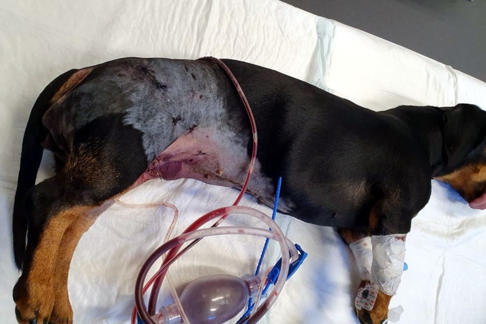 Taxen togs direkt till Falu djursjukhus. Men skadorna efter vargangreppet var så omfattande att hon dog på operationsbordet.