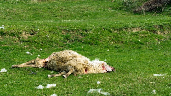 Jaktförvaltare Robin Juslin från Ålands landskapsregering såg spår efter vargbett på fårkadavret.