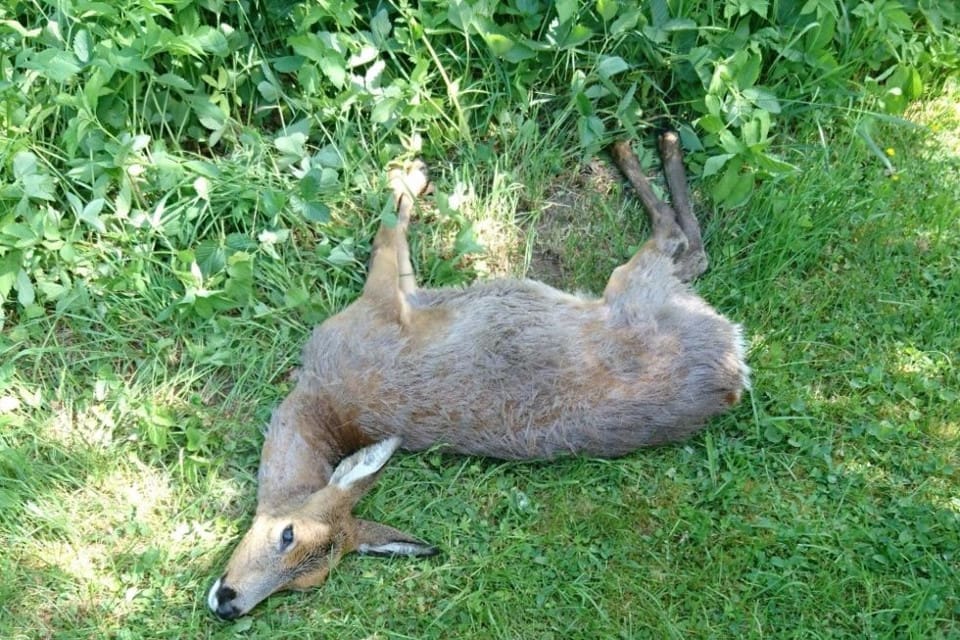 Efter att vargen dödade rådjuret satte man ut kameror vid kadavret för att se om vargen möjligen skulle komma tillbaka, men det har den inte gjort.