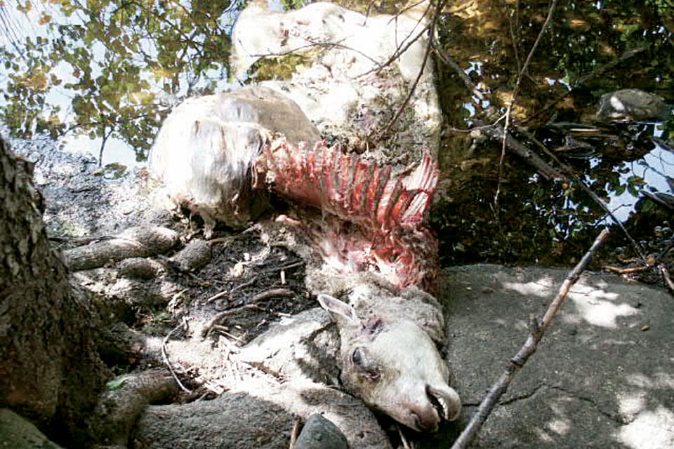Under drygt en vecka har det ägt rum fem vargangrepp på får i nordöstra Skåne. (arkivbild)