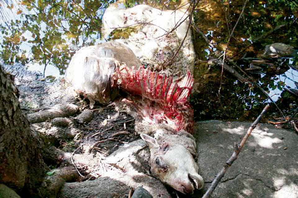 Framtiden är oviss för en liten fårfarm i Melleruds kommun efter en vargattack där en fjärdedel av besättningen slogs ut. (Arkivbild)