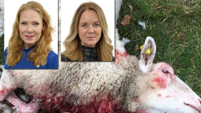 Marléne Lund Kopparklint (M) är inte nöjd med svaren från landsbygdsminister Jennie Nilsson (S) om antalet vargar i Sverige och svårigheterna att få skyddsjakt på varg efter till exempel angrepp mot får.