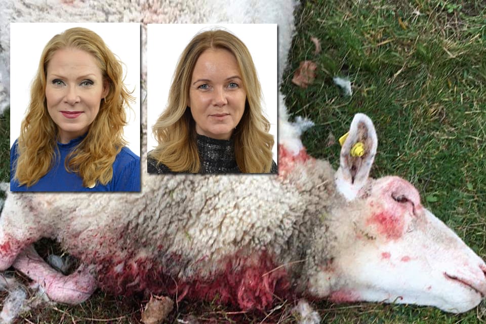 Marléne Lund Kopparklint (M) är inte nöjd med svaren från landsbygdsminister Jennie Nilsson (S) om antalet vargar i Sverige och svårigheterna att få skyddsjakt på varg efter till exempel angrepp mot får.