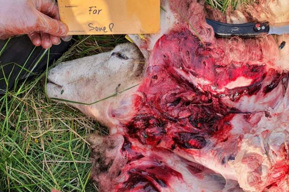 Naturbevakare Sone Persson, vid länsstyrelsen i Gävleborgs län, har besiktat de dödade tackornas skador. Bilden är från Storrönningen.