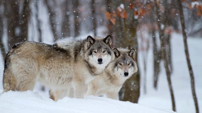 Jägarna i Österbotten ville fälla tre vargar, men det blir bara tillstånd att fälla en varg för att värna en pälsfarm där varg attackerat sex rävar.