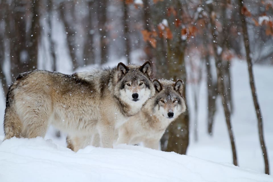 Jägarna i Österbotten ville fälla tre vargar, men det blir bara tillstånd att fälla en varg för att värna en pälsfarm där varg attackerat sex rävar.