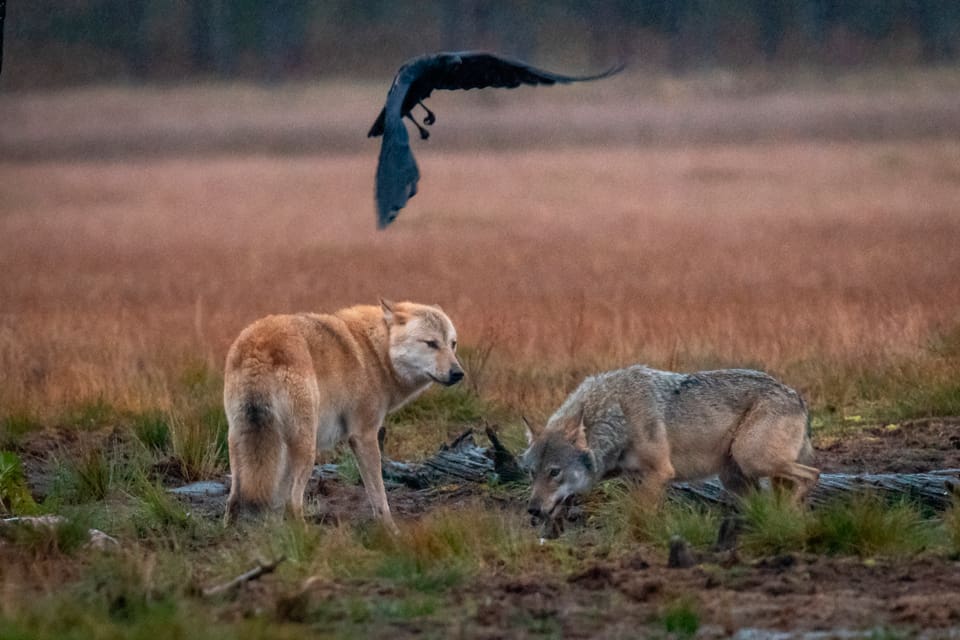 För att kunna ha licensjakt på varg ska Finland ha ett varggolv på minst 25 vargkullar årligen. Enligt förslaget till en ny förvaltningsplan ska acceptansen för varg öka, bland annat genom att skjuta bort hotfulla vargar och snabbt ge djurägare full ersättning efter vargattacker.