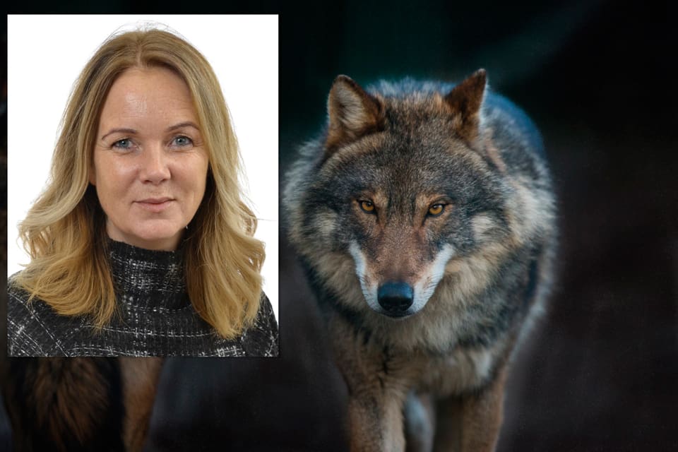 Landsbygdsminister Jennie Nilsson (S) och regeringen gör inget för att det ska bli lättare och mer lika i de olika länen att få skyddsjakt på varg. Riktlinjerna som kan tillämpas är från 2006.