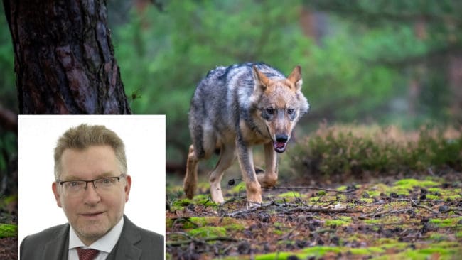 Isak From, Socialdemokraternas talesperson i riksdagen i vargfrågor, tror att det blir licensjakt på varg i januari 2021.