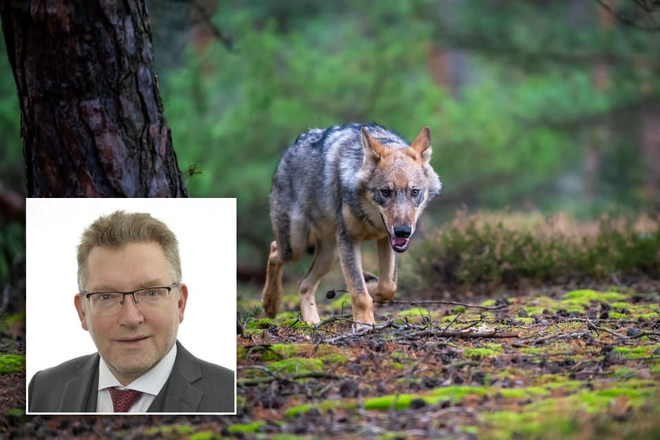 Isak From, Socialdemokraternas talesperson i riksdagen i vargfrågor, tror att det blir licensjakt på varg i januari 2021.