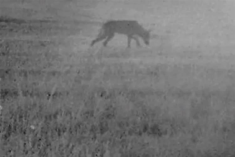 I lördags fälldes en varghanne på Åland av en passkytt när den drevs av två hundar. Det var cirka 30 jägare som var ute på skyddsjakt när det kommit spårsnö. Enligt uppgift hade den fällda vargen en svår skada på höger framben.