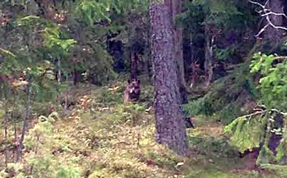 Olsjövargarna har börjat jaga kring elljusspåret i Björkås i Dalarna.