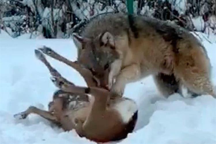 Tierpvargen som sköts i utkanten av villaområde i Tierp för att den kunde ses som ett hot mot allmänheten hade två kullsyskon som föräldrar. Åklagare Håkan Roswall ska nu ändå skärskåda om vargen var genetiskt värdefull. Utredningen om det var ett jaktbrott när ett polisbefäl beslutade om avlivning sväller.