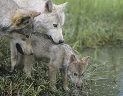 Vilda vargar ska adoptera parkvalpar? Nu funderas det på att föda upp vargvalpar i djurparker och låta befintliga vargflockar adoptera dem.