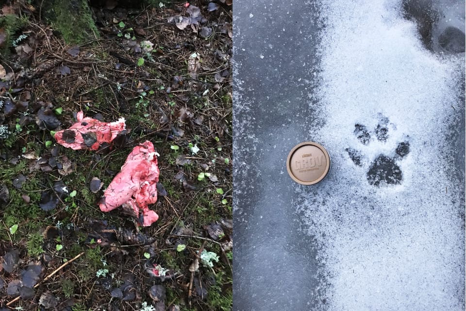 Hans Göran Jemthans hittade tackans inälvor och Bertil Persson på länsstyrelsen såg färskt spår efter varg.