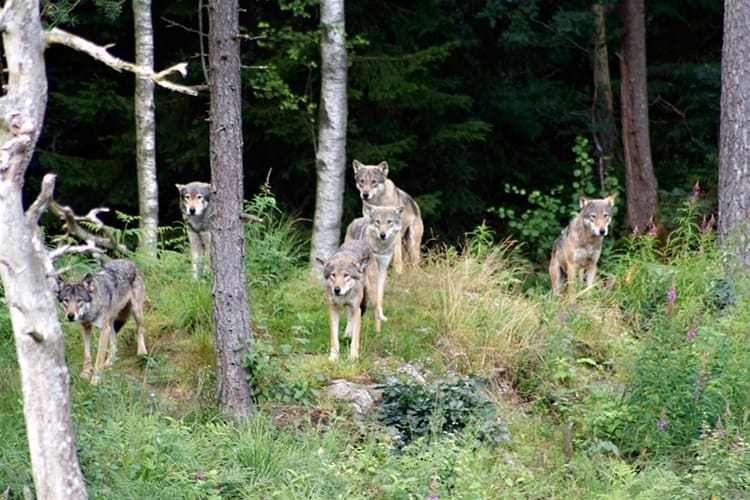 Världsnaturfonden, WWF, försöker på nytt få stopp den norska vargjakten med hjälp av ett domstolsbeslut.