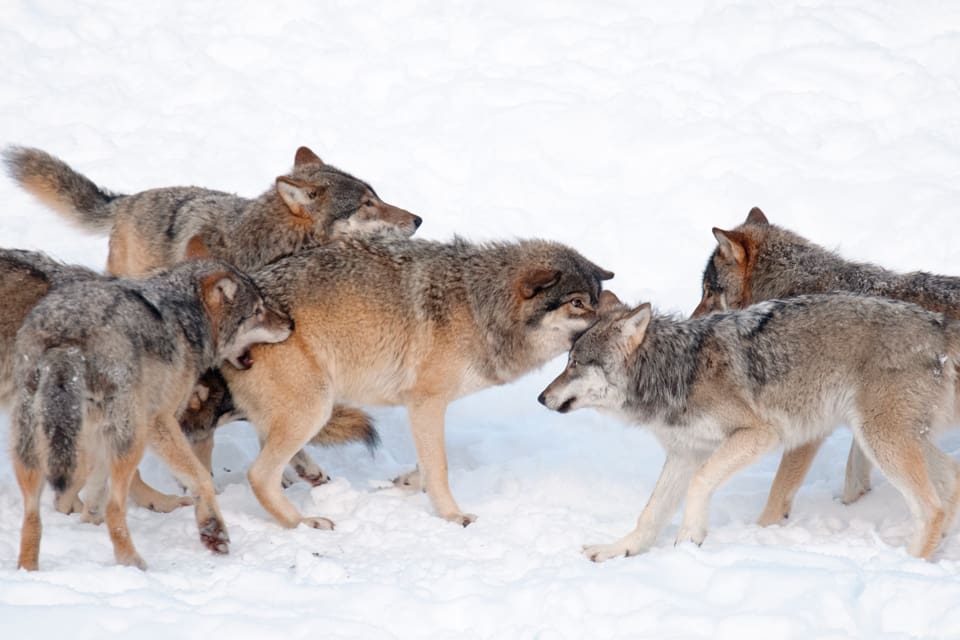 De styrande i staden Närpes i Finland begär vargjakt eftersom det finns fem olika vargflockar och sammanlagt över 40 vargar runt staden. Boende på landsbygden runt Närpes har ofta vargbesök.